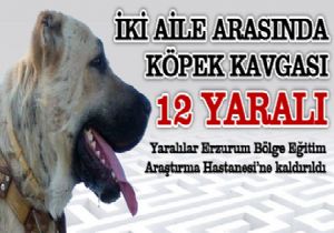 Erzurum'da köpek kavgası: 12 yaralı